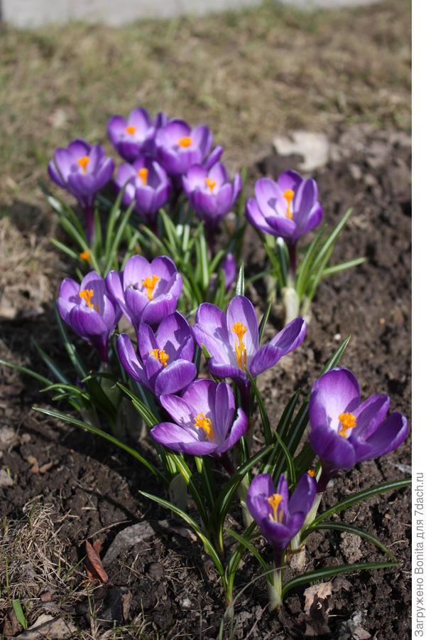 Флауэр Рекорд (Flower Record)