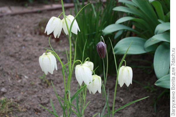 Рябчик шахматный Мелеагрис Альба (Fritillaria Meleagris Alba)