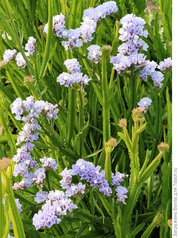 Что выросло из семян