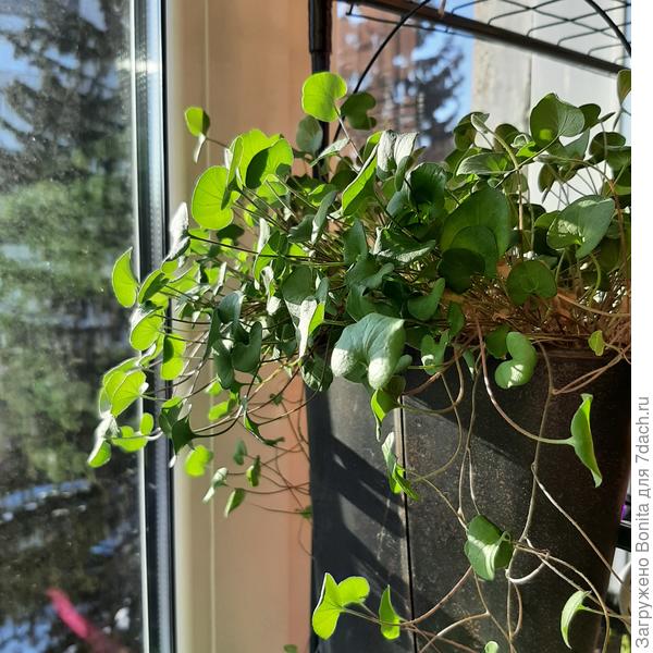 Прошлогодняя на подоконнике