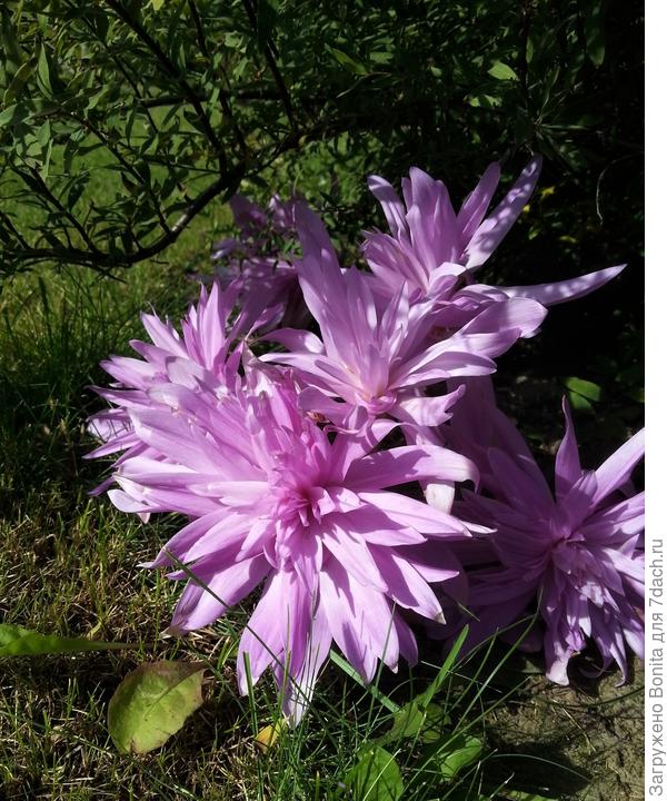 Под кустом спиреи серой Грефшейм