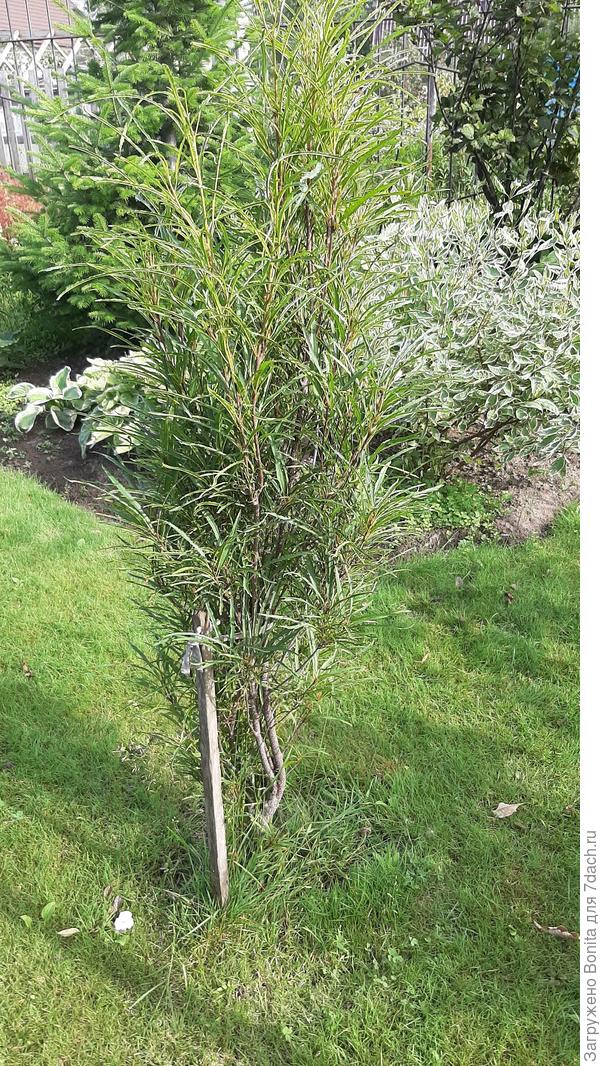 Это в августе