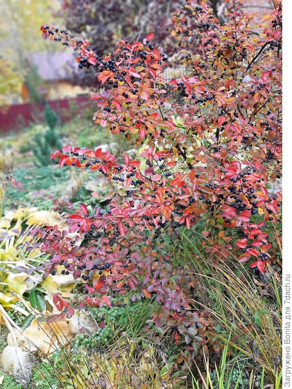 Я формирую пышным кустом, но при желании можно лишнее вырезать