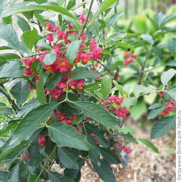 Я свой режу. Мне как раз надо что-то подобное, как у тебя по форме.