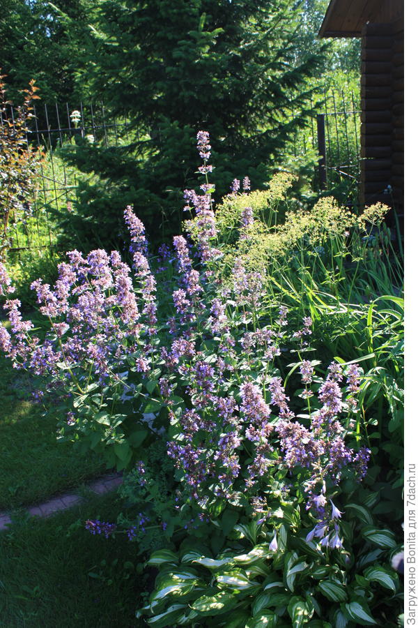 Котовник грандифлора Summer Magic