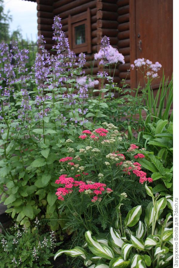 Котовник крупноцветковый, Грандифлора