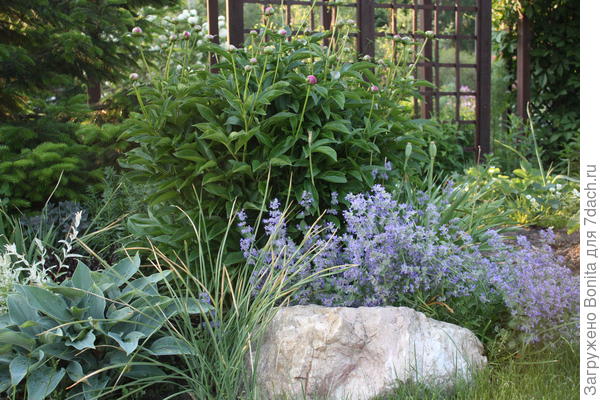 Котовник Муссини