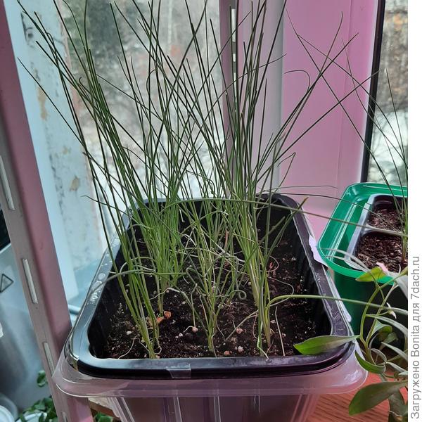 Это порей. Его мне надо больше, поэтому контейнер больше, но не глубже