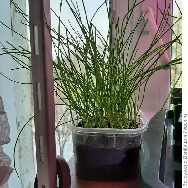 Это ялтинский