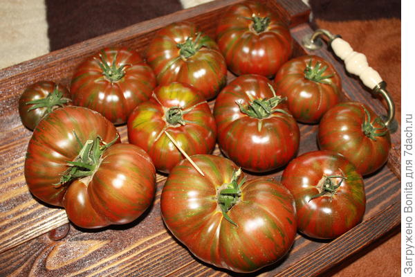 Полосатый шоколад