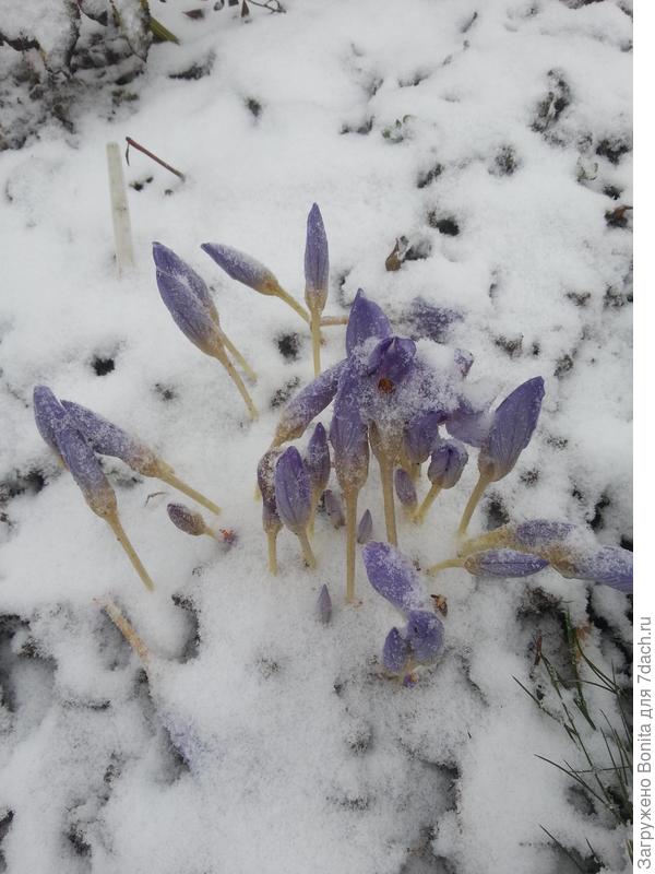 Конец октября, выпал снег, бутоны закрылись