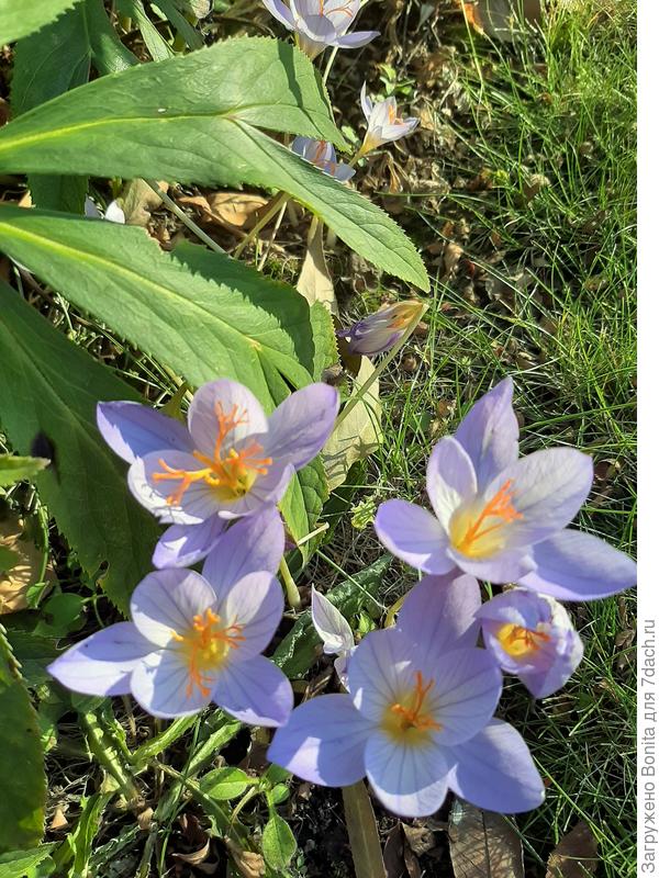 Конец октября, перед снегопадом