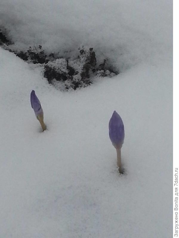 И еще снег! Самые стойкие не сдаются ))