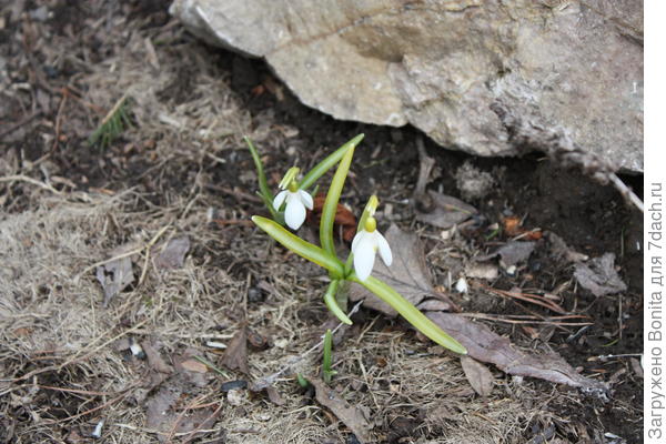 Подснежник Белоснежный