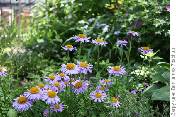 размером со среднюю хосту (листья справа)