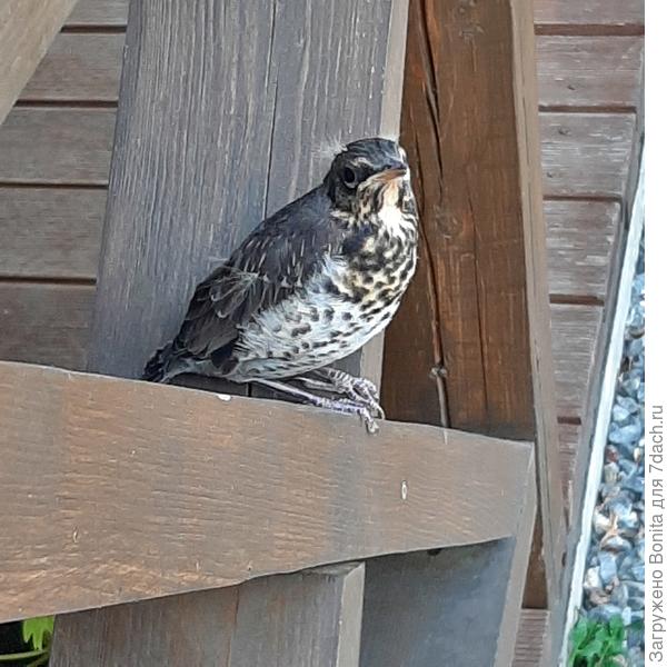 Дрезденок слетел с гнезда