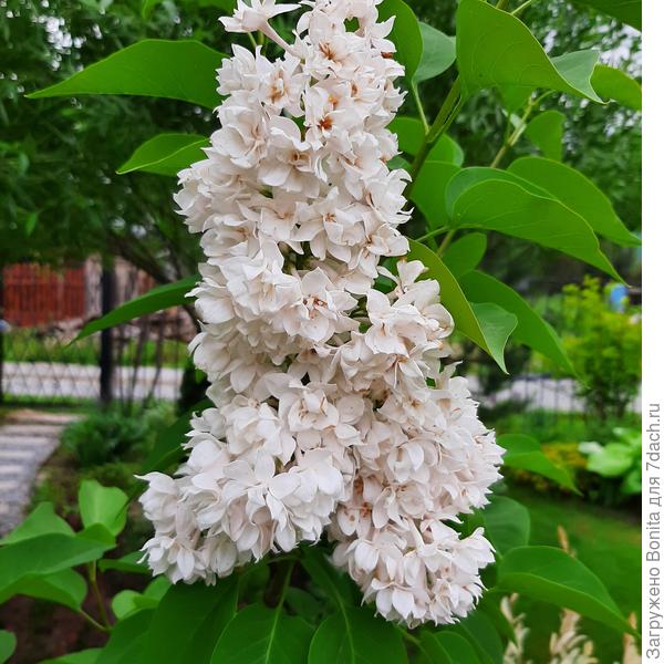 Сейчас уже практически отцвела, посветлела