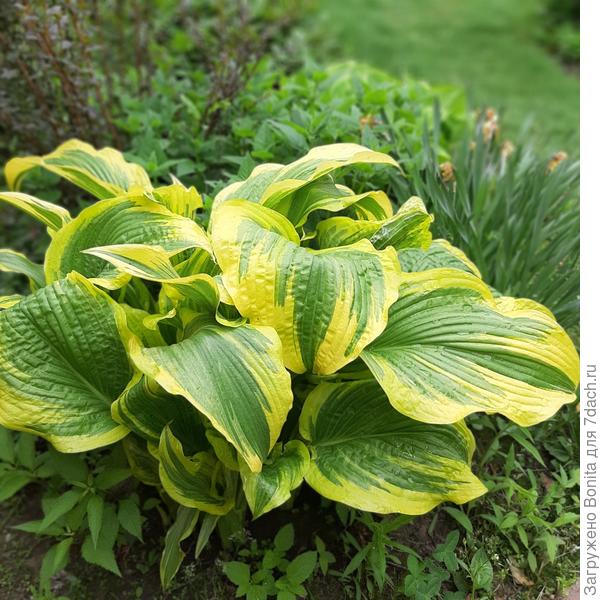 Разве такую укроешь? И их много.