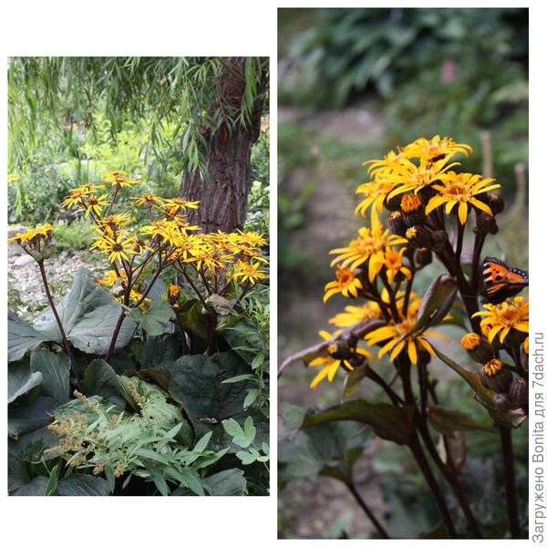 Бузульники