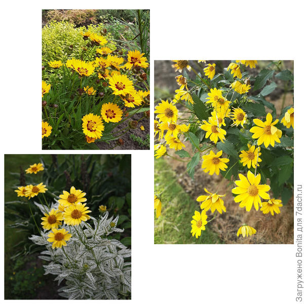 Кореопсис, гелеопсис, гелениум осенний