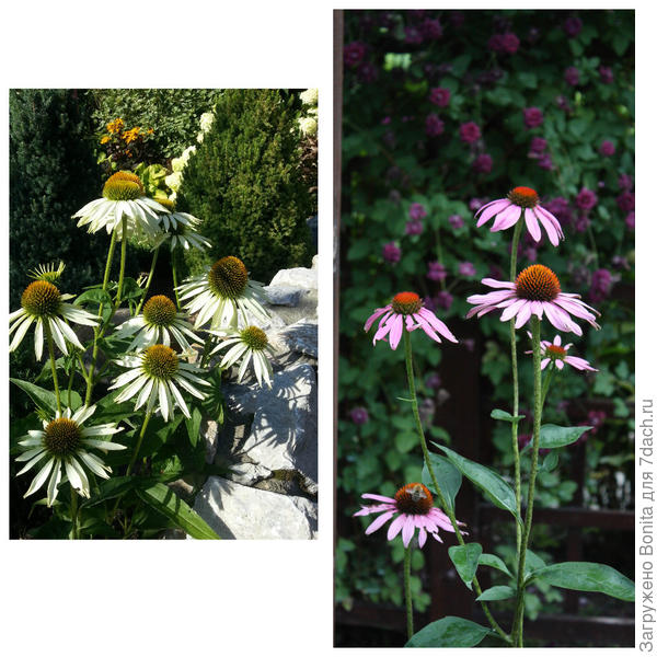 Эхинацеи