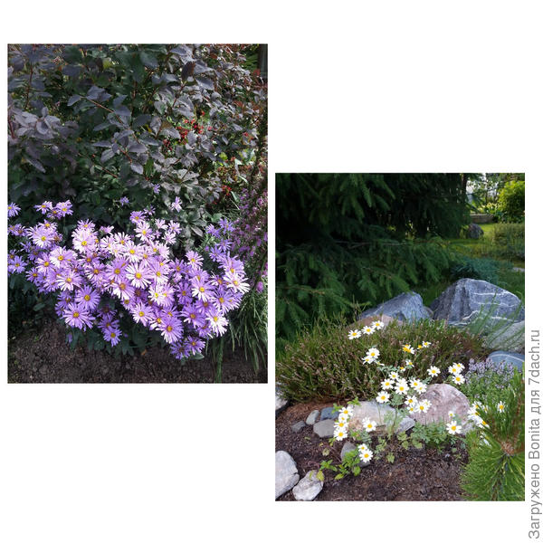 Астра, пиретрум