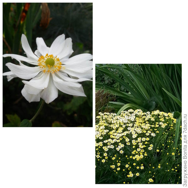 Анемона, солидастер