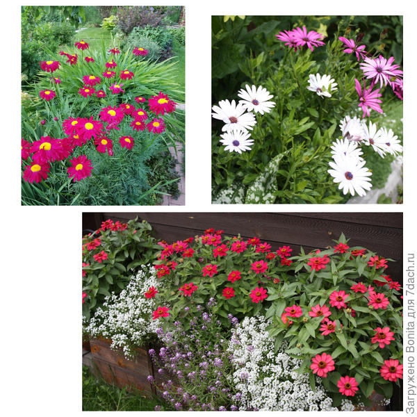 Пиретрум, остеоспермум, циннии