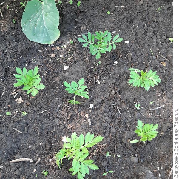 Малышня вообще хорошо