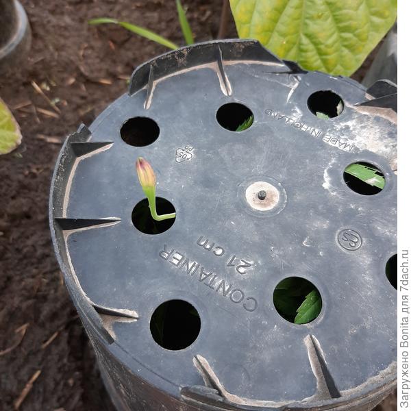 А этот даже высунул бутон в дырку)))