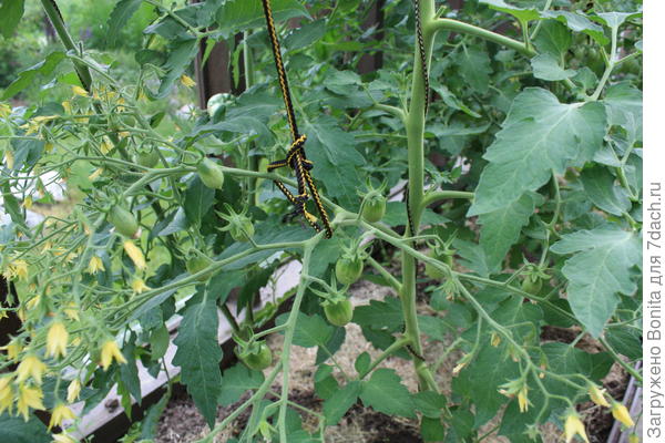 Грушка медовая