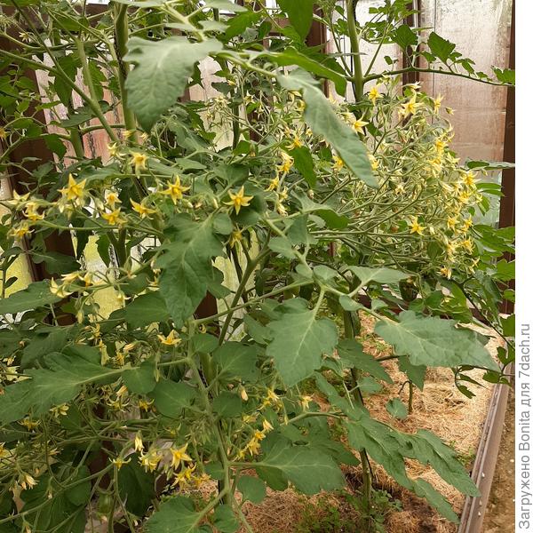 Цветущие кисти Золотой бусинки