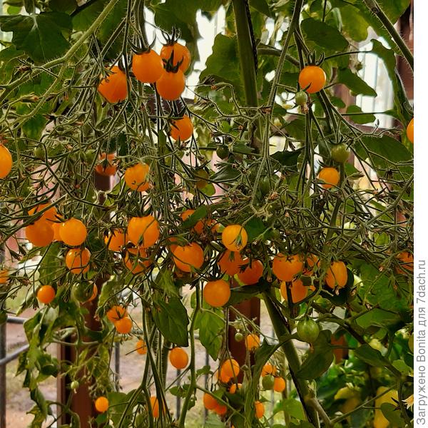 Созревшие Золотые бусинки