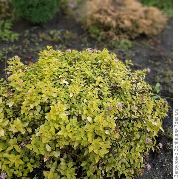 Спирея Golden Carpet