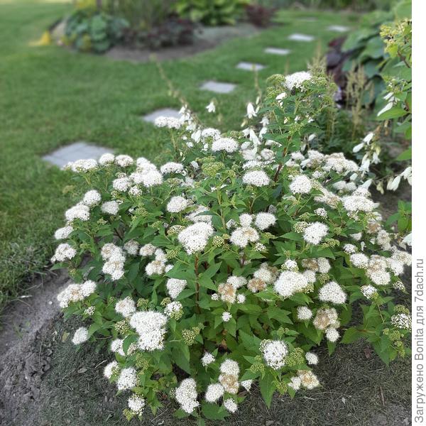 Спирея Albiflora