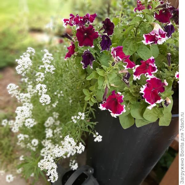 Здесь сочетание тёмной (бургунди) петунии и чуть более светлой с белой каймой и алиссума