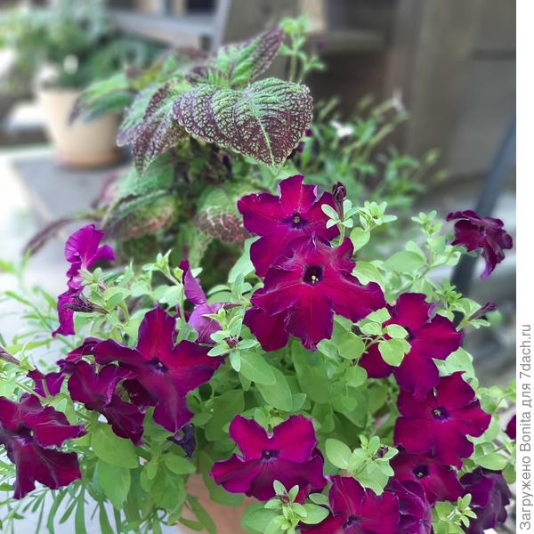 Здесь в тон к колеусу