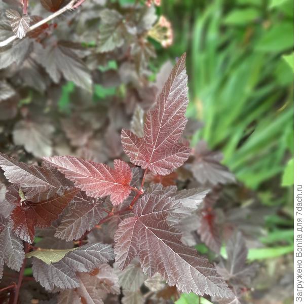 Молодой прирост после стрижки  Andre