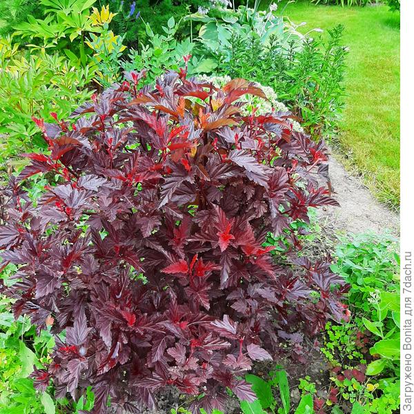 А это Little Angel сейчас