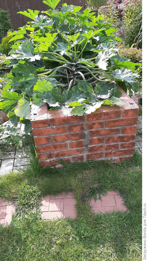 Растут кабачки (9.09.2019г.)