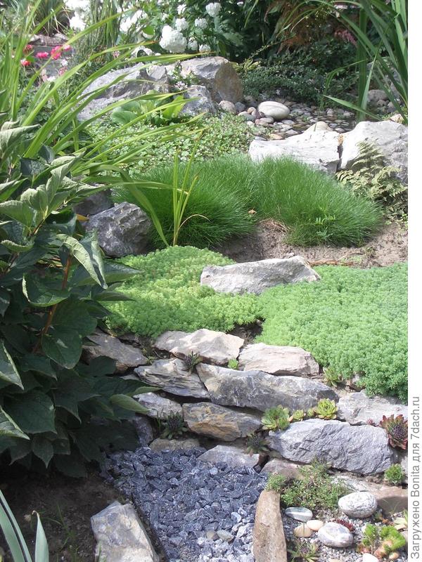 Овсяница Готье (по центру фото)