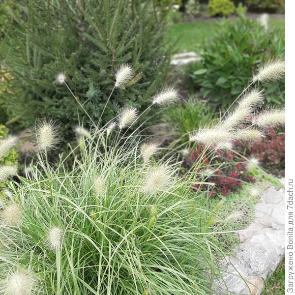 пеннисетум лисохвостовый