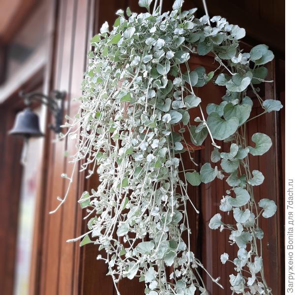 Бороду несколько дней назад подрезала - ветром запутывается