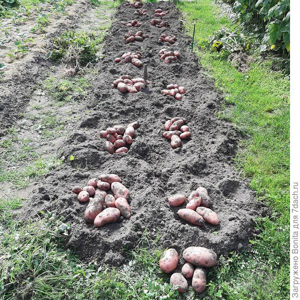 Розара. Всего было 16 кустов.