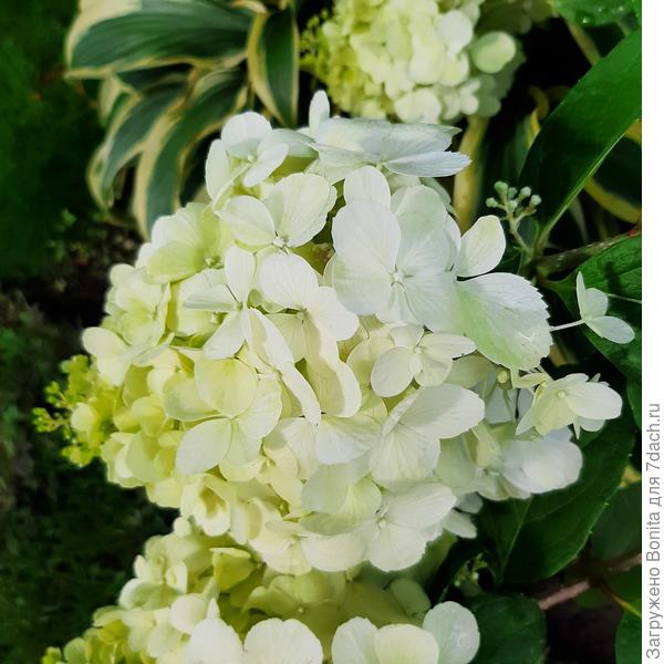 Видны зубчики на отдельных листочках