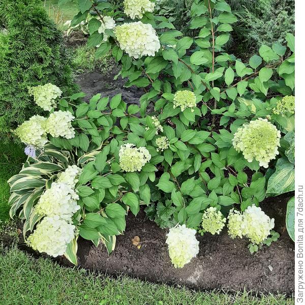 После дождика