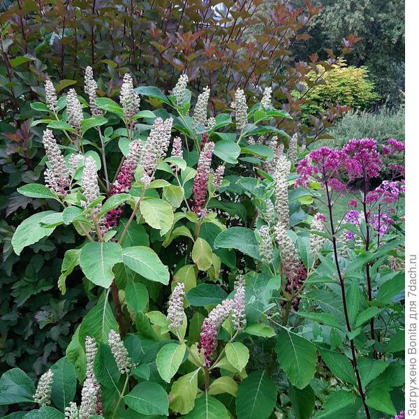 Вот этот в данном месте растёт с 2016г. Становится только мощнее.