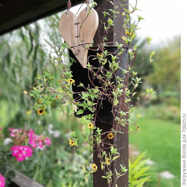 В подвесном кашпо. Объем кашпо для неё оказался маловат. Надо учесть на будущее.