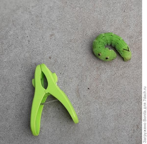 Крупная и красивая