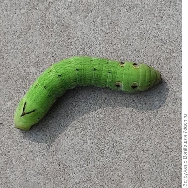 Движется очень шустро